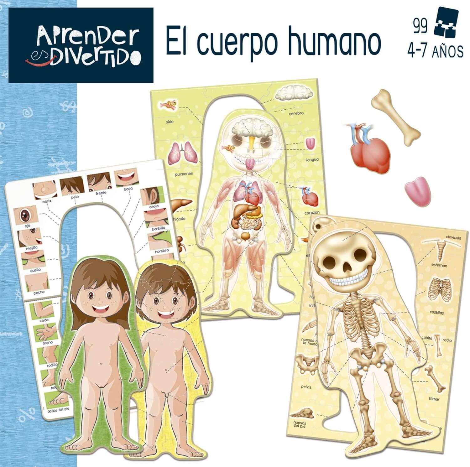 El Cuerpo Humano | Juego educativo | Desde 4 años | Educa Board Games